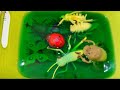 Learn  English Korean in BUGS, INSECT, Names 곤충 벌레 영어 이름 배우기