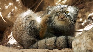 Crow disturbs a Pallas's cat by Manulization (Pallas's Cats) 535,154 views 1 year ago 2 minutes, 11 seconds