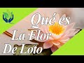 Flor de Loto: tipos, características, imágenes, historia...