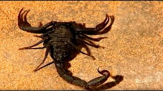 العقارب الخطرة - عالم الحشرات -  وثائقية علمية مدبلجة بالعربي screenshot 3