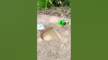 Experiment bird trap using water bottle and cardboard #shorts #birds #trap #experiment