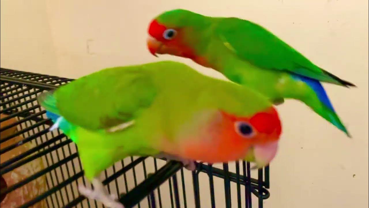 Lovebird Singing & Chirping Sounds 11 YouTube