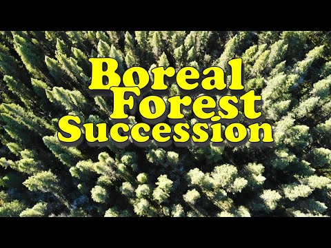 Videó: Mennyi csapadék esik a boreális erdőben?
