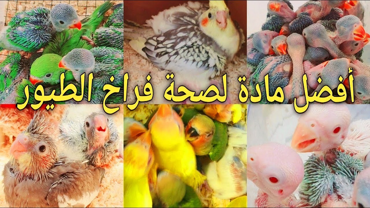 افضل مادة للانتاج والحفاظ على صحة فراخ الطيور والببغاء | How do I keep parrot chicks healthy