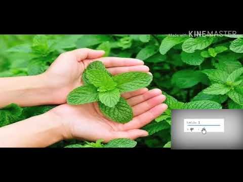 طريقة تكاثر النعناع سعيد المحمودي