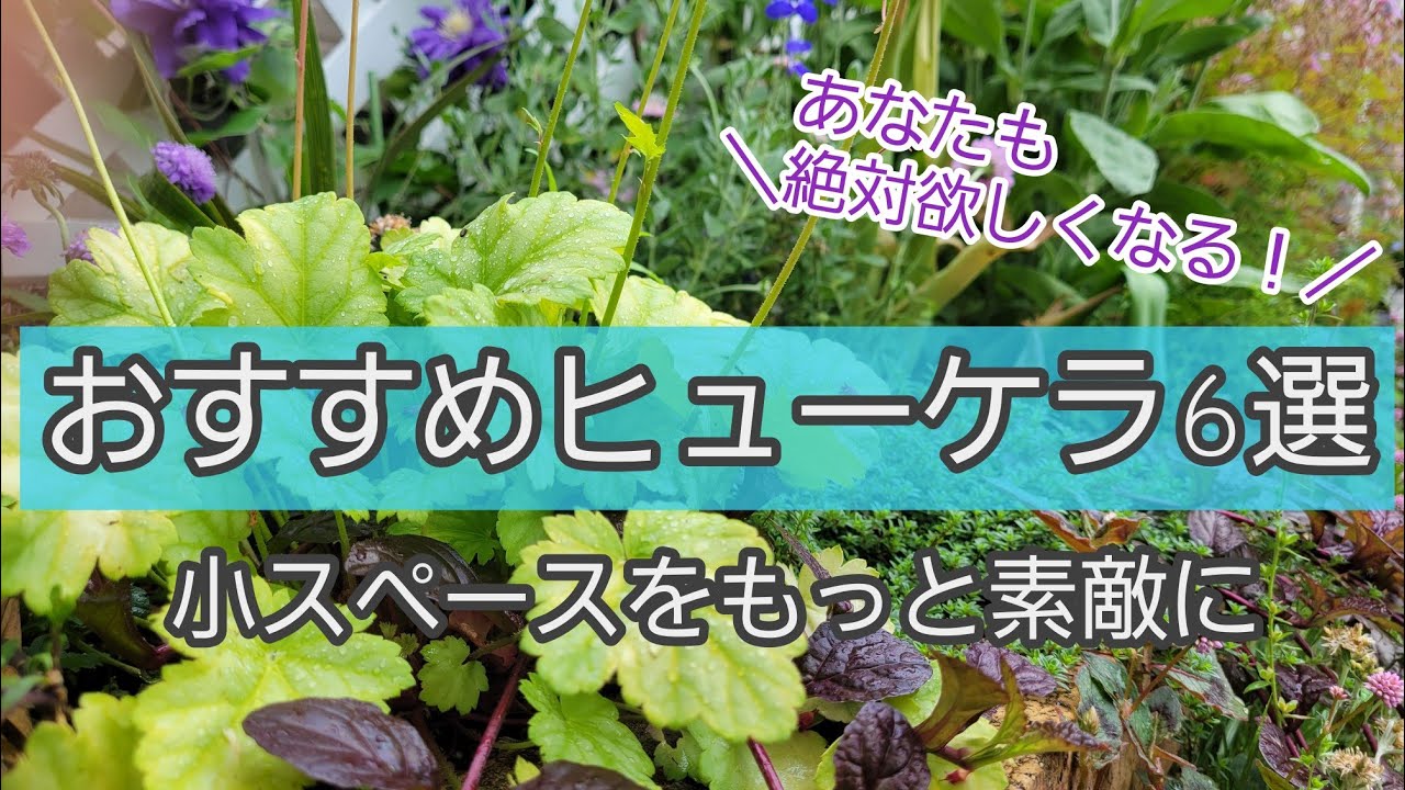 庭をお洒落に仕上げるカラーリーフ 初心者がヒューケラ6種類を育てた結果 Pwドルチェシリーズ ハルディン それぞれのおすすめポイントを紹介 カラーリーフプランツ Youtube
