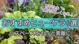 《庭をお洒落に仕上げるカラーリーフ》初心者がヒューケラ6種類を育てた結果/PWドルチェシリーズ/ハルディン/それぞれのおすすめポイントを紹介/カラーリーフプランツ