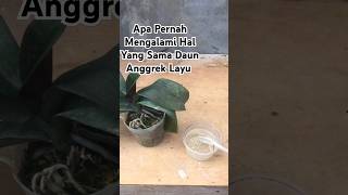 Daun Anggrek Bulan Layu Segara Lakukan Seperti Ini #anggrek #anggrekbulan #anggrekindonesia #shorts