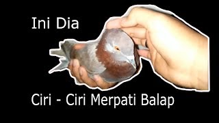 Pecinta Merpati Balap Videos Pecinta Merpati Balap Clips