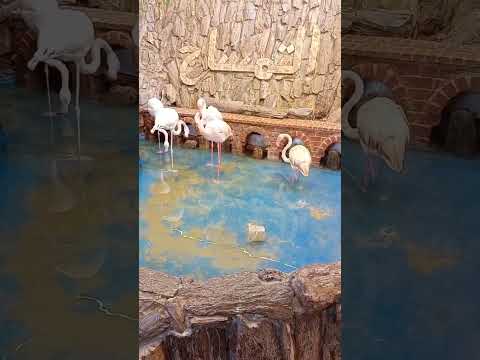 ايه الجمال والحلاوي دي الله الله الله