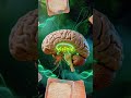 🌿🧠 AYAHUA: la PUERTA que tu mente escondía… y NO querías abrir 🚪🖤