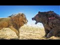 Animal Fights | RED DEAD REDEMPTION 2 NPC Wars 40