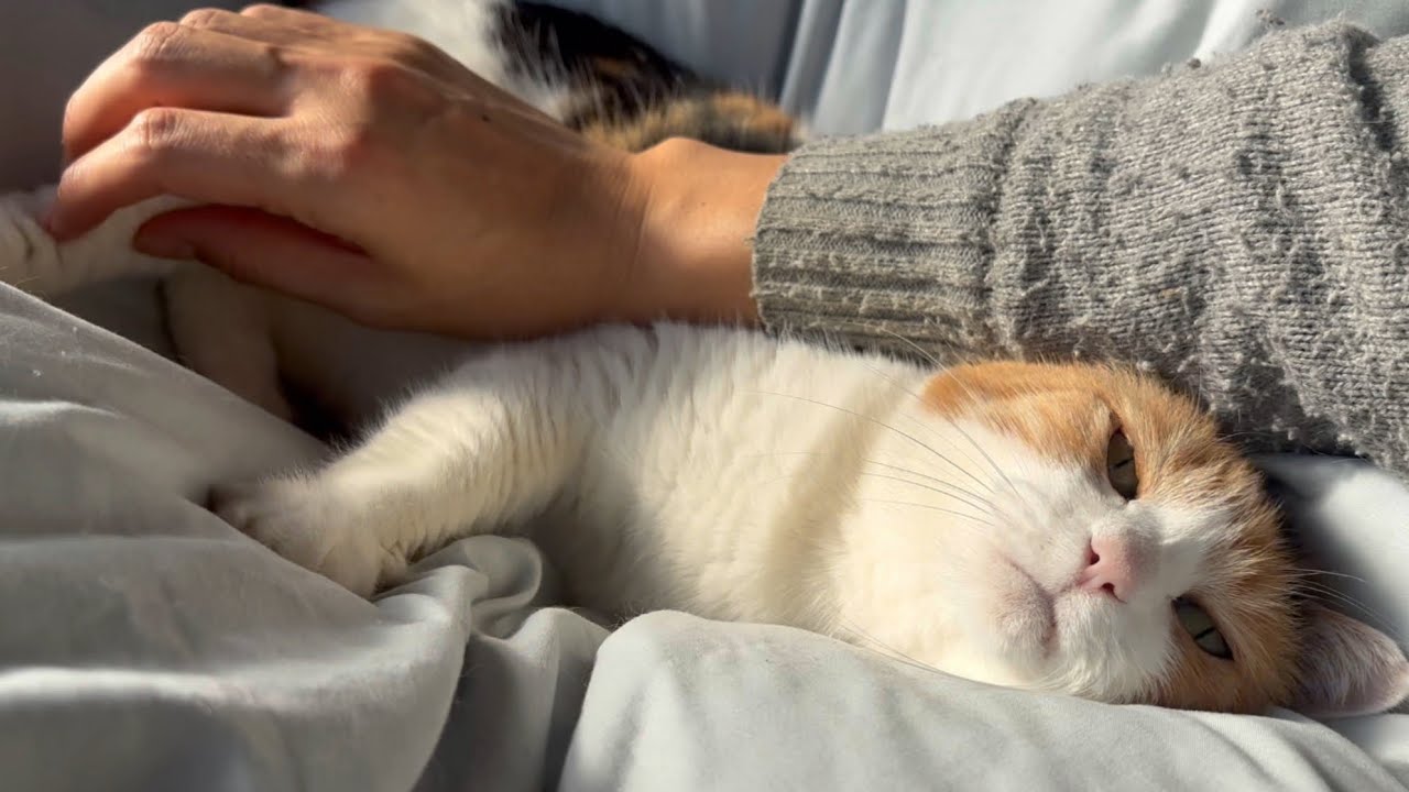 三毛猫】ぽかぽかな布団で気持ち良さそうなミケ（2026年2月18日