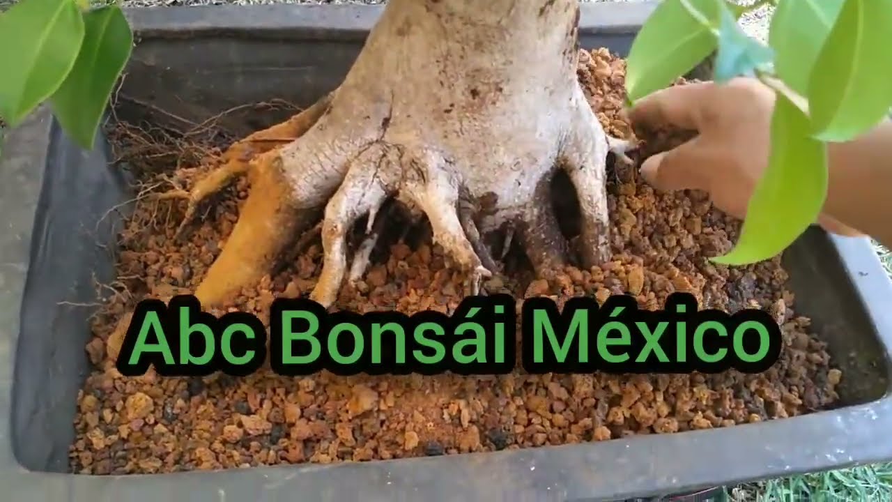 Trasplante del laurel de la India