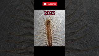 2023 Centipede vs 5000 Centipede #viral #shorts