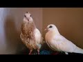So sweet kaboter Bird Noman Ali 