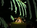 Solo camping heavy Rain #asmr #camping #shorts #rain #solocampinginheavyrain #soundforsleep #nature