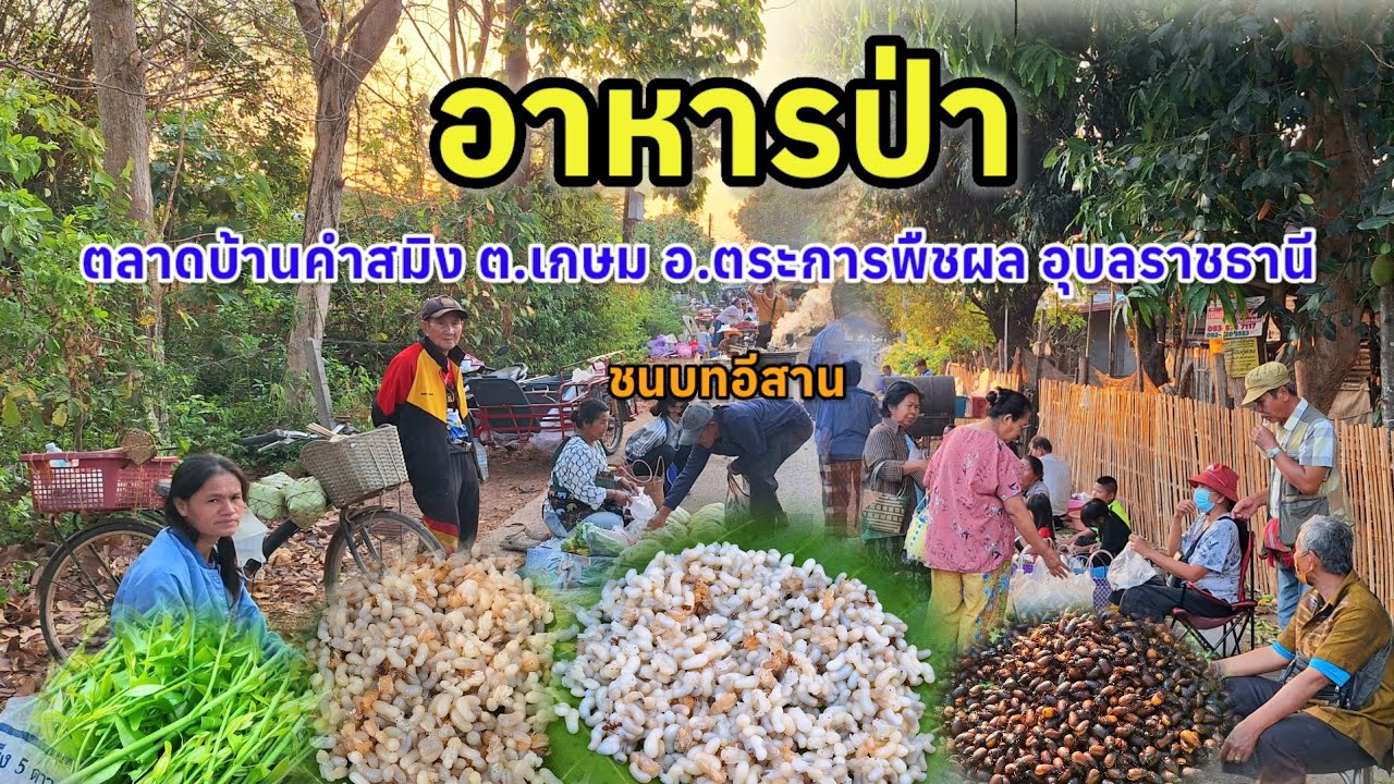 จั๊กจั่น ไข่มดแดง อาหารป่า ธรรมชาติ | ตลาดเช้าบ้านคำสมิง ตำบลเกษม อำเภอตระการพืชผล อุบลราชธานี