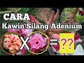 Cara penyerbukan bunga adenium - kawin silang bunga adenium