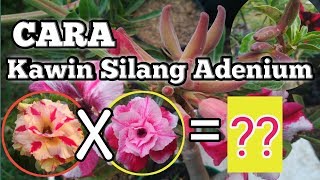 Cara penyerbukan bunga adenium - kawin silang bunga adenium