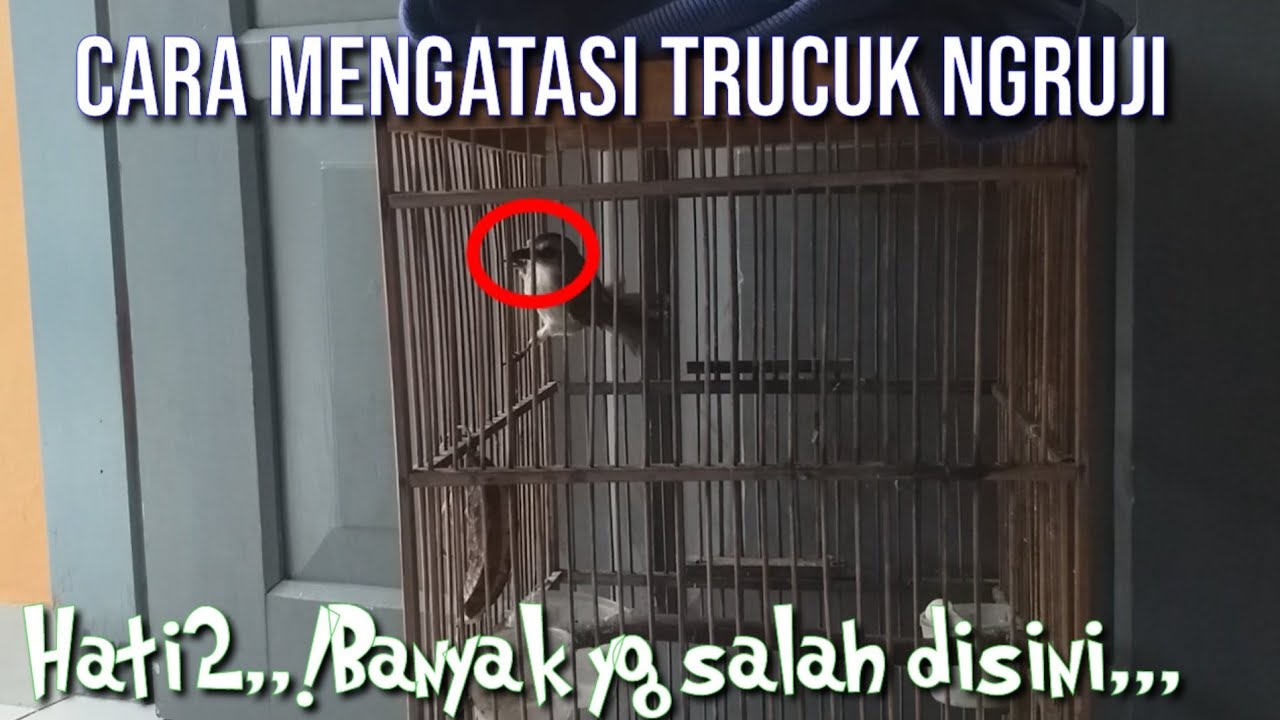 Cara mengatasi Trucukan NGRUJI❗Awas jgn sampai salah Metode