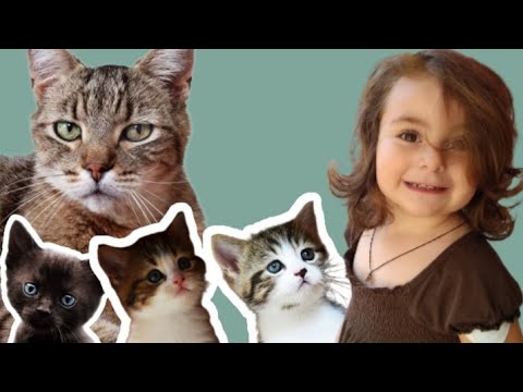 დაუპატიჟებელი სტუმრები მარიას ეზოში, რისი შეეშინდა დედა კატას?