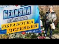 Опрыскивание сада и лечение ржавчины на груше белизной осенью.