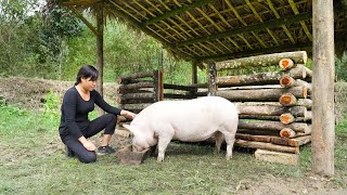 Construction of Pig Barns Planning for Livestock and Poultry Barns/ Build and improve Lives, Part 1