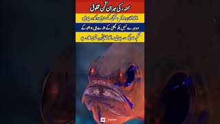 Why is this fish GLOWING? (Wait for it) | #shorts #islam #duet #islamicshorts #2026