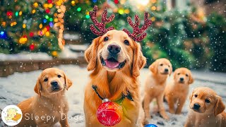 CHRISTMAS PIANO MUSIC 2026 FOR DOGS 🎅Relaxing Holiday Songs🎄Collection of the Best Lullabies for Dog