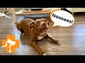 PENNY GOES TO THE VET | Robby and Penny