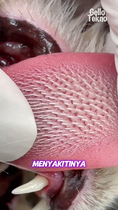 Why Do Cats Have Many Thorns on Their Tongues?