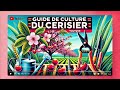 Le cerisier : culture, plantation, taille, entretien, guide variétés