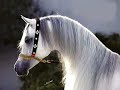 دحية الخيل جميله جدا mp3