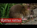 Rattus rattus - Especie invasora