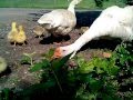 Выводок маленьких гусят с гуской и гусаком. Brood of little goslings with goose and gander.