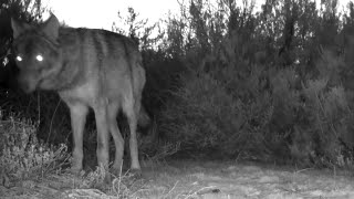 Lobo ibérico (Canis lupus signatus) olisquea un matorral (132-133-134).