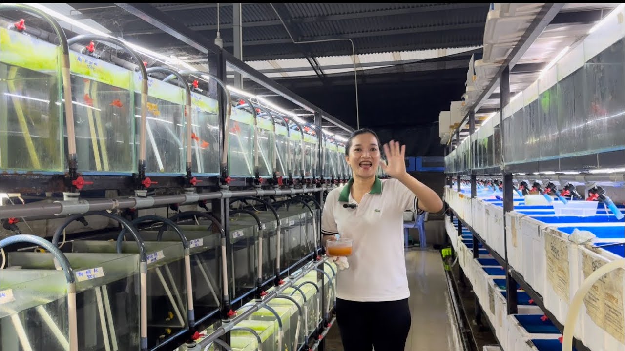 THANH LÝ các dòng cá & tặng cám cho người mới part 3