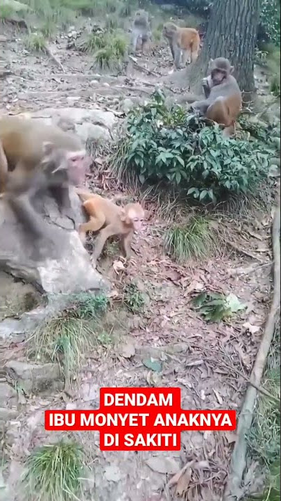 #VIDEO IBU MONYET MARAH ANAKNYA DI SAKITI@JASS Channel.