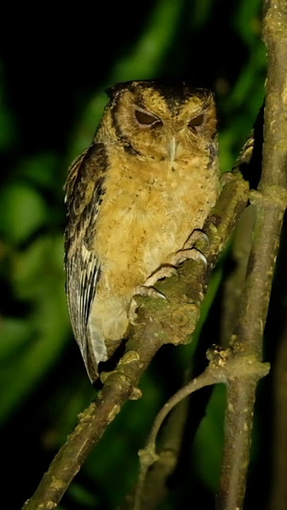 Suara burung hantu mungil ini sering terdengar di sekitar rumah | Celepuk Reban