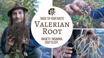 Valerian - Back to Your Roots with Yarrow Willard Cl.H | Harmonic Arts