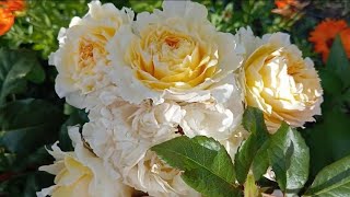 картинка: Цвітіння троянд.Свіжість та недоторкана краса вражають!🌹🥹(Частина 4)