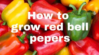 How to grow red bell pepers