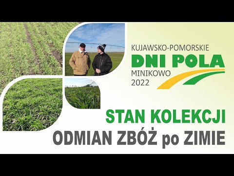 Kujawsko-Pomorskie Dni Pola 2022 - Stan kolekcji odmian zbóż po zimie.