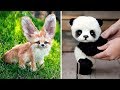 दुनिया के 5 सबसे क्यूट जानवर जिन्हे आप जरूर पालना चाहेंगे | Cutest Baby Animals You Need To Pet #AT5