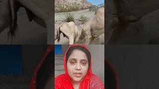 Best Naat 2026 ✨ | ❤️✨ Islamic Shorts Viral Video#shorts