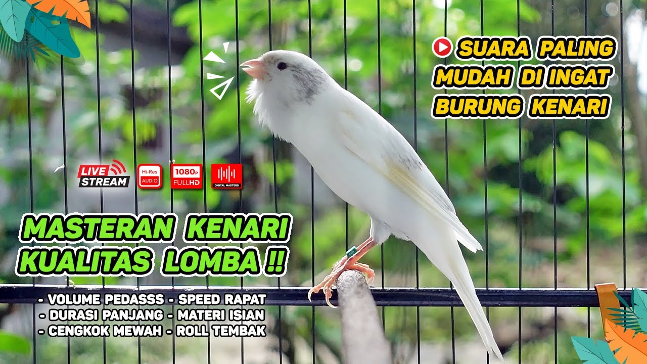 Kenari GACOR‼️ Masteran Burung Kenari PAUD dan Pancingan Kenari MACET BUNYI ( EPISODE 1420}