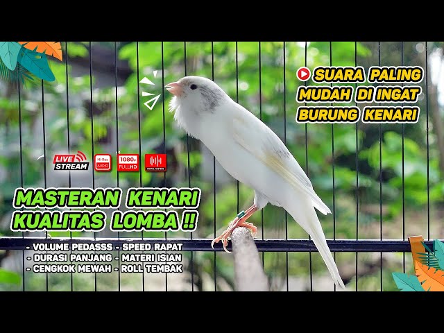 Kenari GACOR‼️ Masteran Burung Kenari PAUD dan Pancingan Kenari MACET BUNYI ( EPISODE 1420} class=