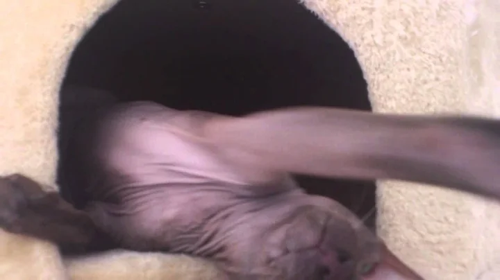 Video 6807481: sphynx peterbald, hairless peterbald, peterbald cat, funny hairless cat, funny cats show