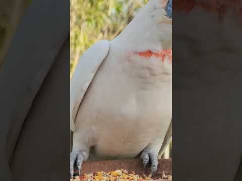 Long Billed Corella #cockatoos #australia #wildlife #corella